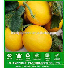 NSM261 Liulan híbrido qualidade sementes de melão dourado para venda, legumes asiáticos grossistas